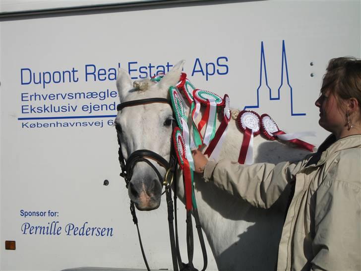Welsh Pony (sec B) Lyngevejens Eksalon billede 14