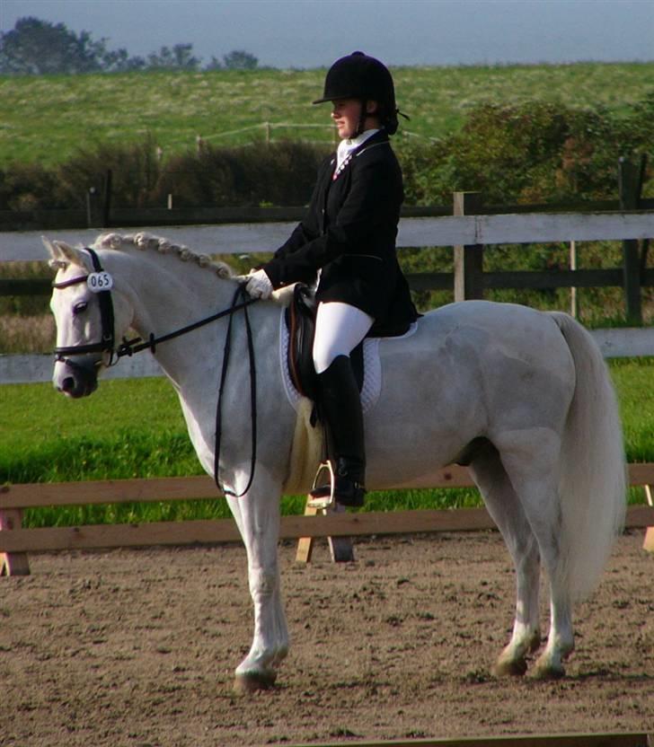 Welsh Pony (sec B) Lyngevejens Eksalon billede 15