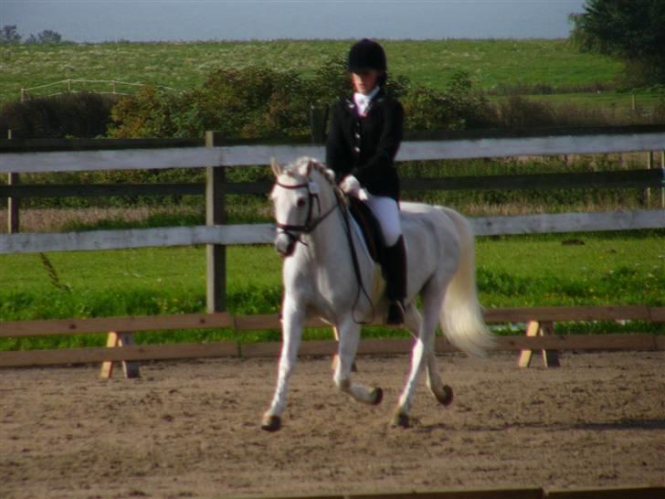 Welsh Pony (sec B) Lyngevejens Eksalon billede 16