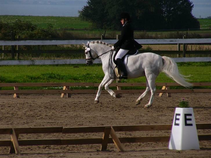 Welsh Pony (sec B) Lyngevejens Eksalon billede 17