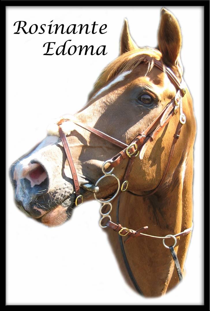 Dansk Varmblod Rosinante Edoma - Velkommen til Rosinantes profil. Smid gerne en bedømmelse og en kommentar evt. bedste og dårligste billede :) Pøls og jeg siger mange tak :D billede 1