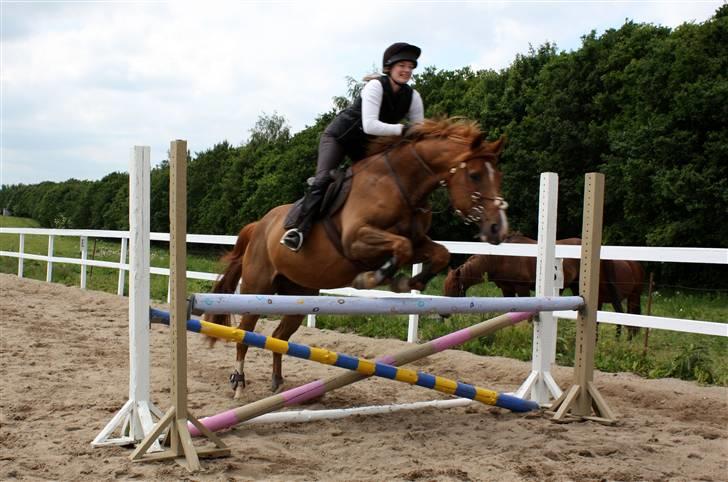 Dansk Varmblod Rosinante Edoma - Springtræning med Rosinante på Abildgården 14.6.2009 billede 5