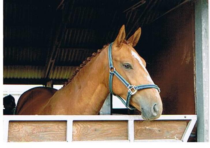 Palomino Østrupgårds Cantana - Cantana til kåring billede 1