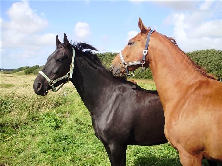 Palomino Østrupgårds Cantana billede 3