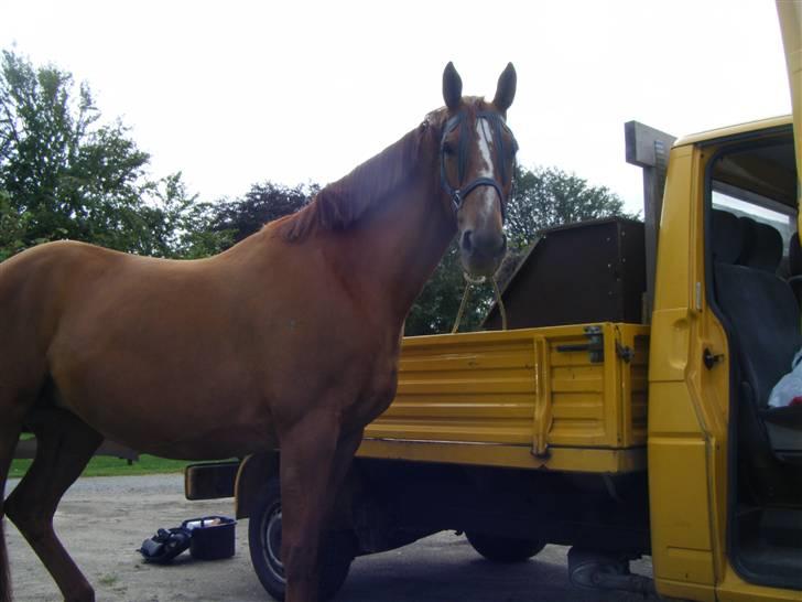 Palomino Østrupgårds Cantana - Er ved at gøre klar til ridetur billede 9