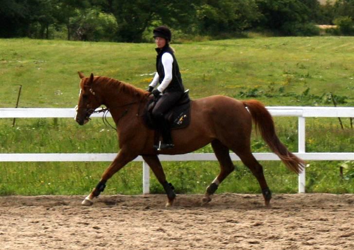 Dansk Varmblod Rosinante Edoma - Springtræning med Rosinante på Abildgården 14.6.2009 billede 6