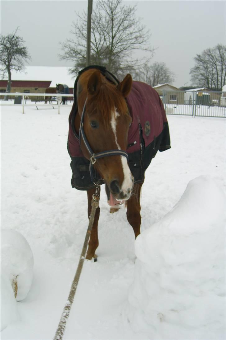 Dansk Varmblod Rosinante Edoma - Februarsne på Abildgården 2010 billede 7