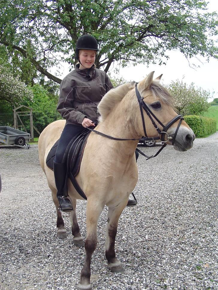 Fjordhest BINE R.I.P. - 2. Bine og jeg på gårdspladsen for mange år siden.. billede 2