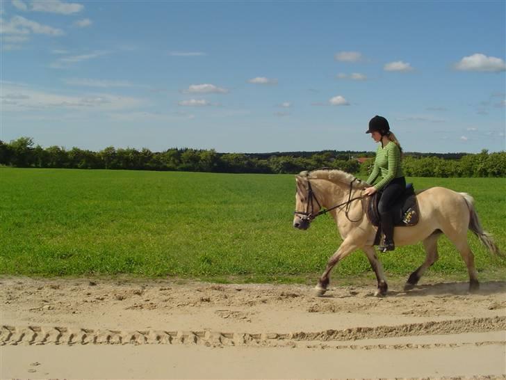 Fjordhest BINE R.I.P. - 3. Juni eller juli 2006. Sidste sommer med hende..  billede 3