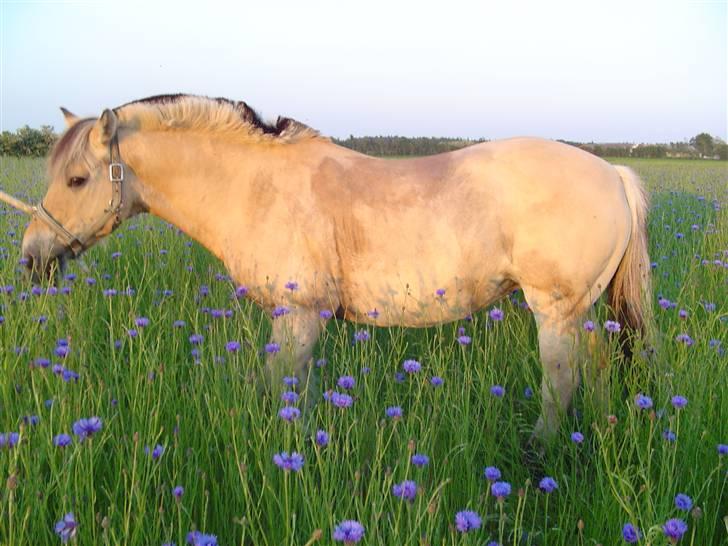 Fjordhest BINE R.I.P. - 4. Også af sidste sommer.. På min nabo, Annas mark.. billede 4