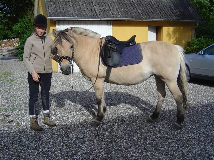 Fjordhest BINE R.I.P. - 6. Bine og jeg på gårdspladsen.. billede 6
