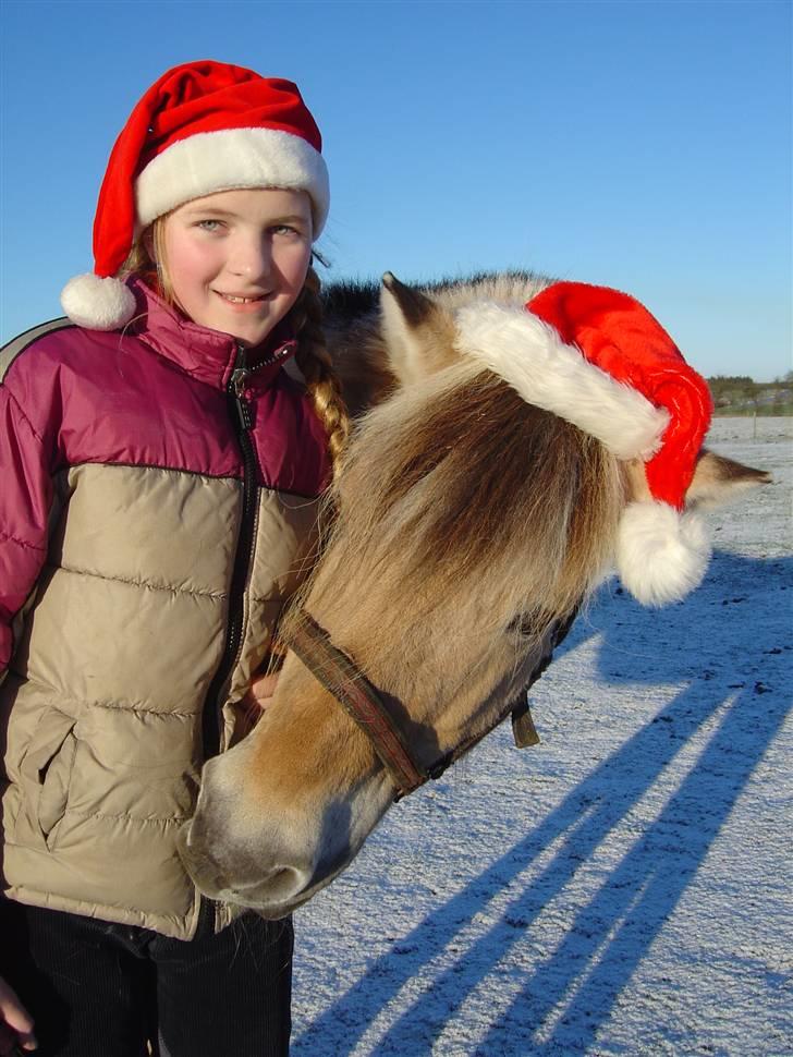 Fjordhest BINE R.I.P. - 7. Den kærligste hest nogensinde! Tror det er vinteren 2004.. billede 7