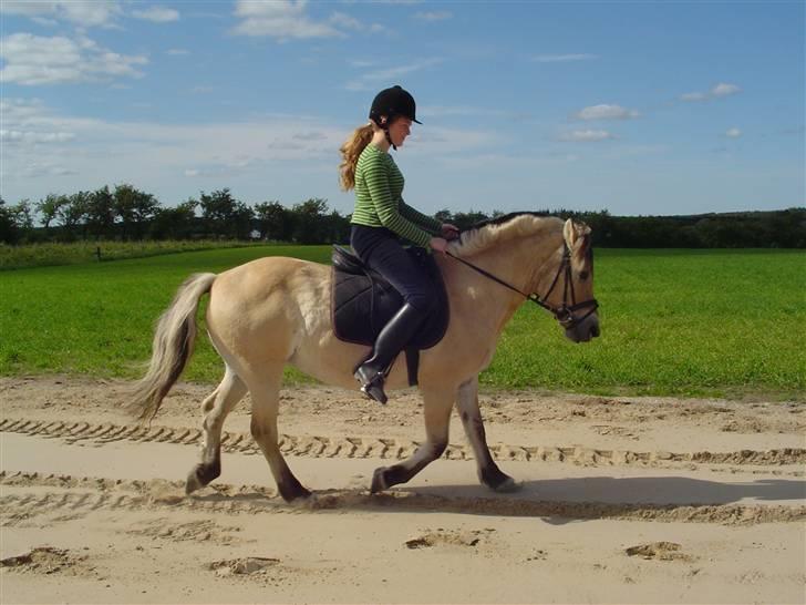 Fjordhest BINE R.I.P. - 9. Ikke særligt godt billede, men har desværre næsten ingen ridebilleder.. Kmmer flere billeder. De skal bare lige scannes ind.. billede 9