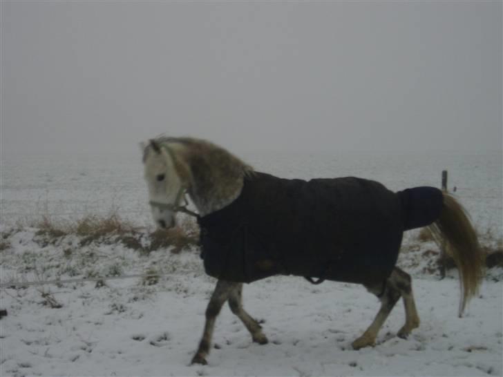 Welsh Partbred (Sec F) Bjerregaards Isabell billede 19