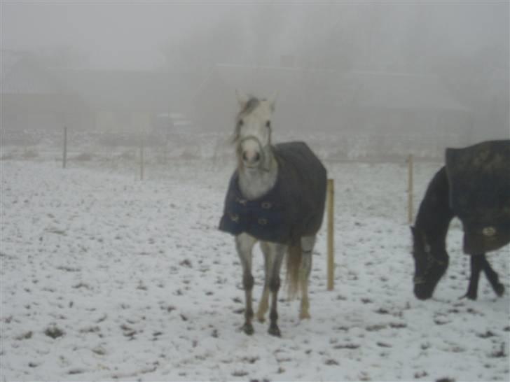 Welsh Partbred (Sec F) Bjerregaards Isabell billede 20