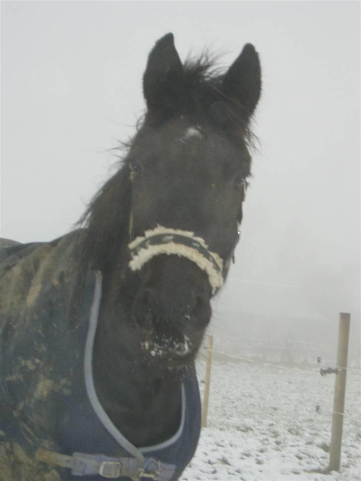 Anden særlig race Diablo billede 15