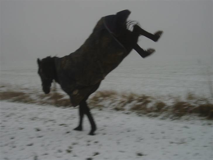 Anden særlig race Diablo billede 16