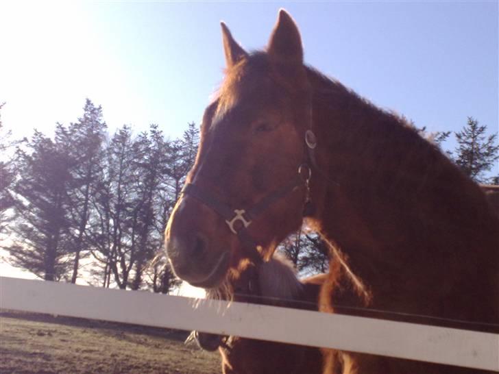 Standardbred Madame Touch - nyder solen det er bare dejlig  billede 9