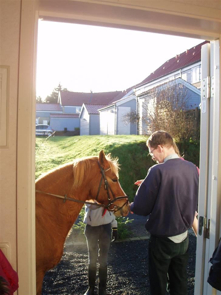 Anden særlig race Cassio *solgt* billede 8