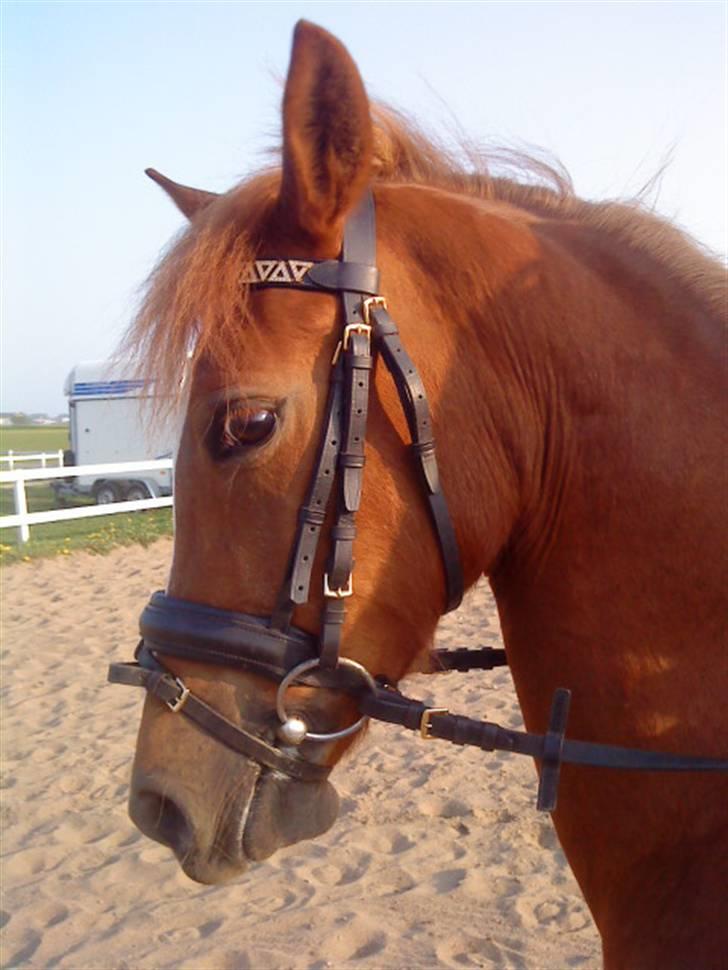Welsh Pony af Cob-type (sec C) Jet  - velkommen til min yndlings hyps profil :)<3 billede 1