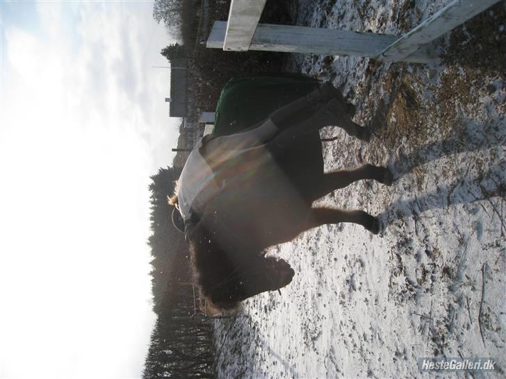 Anden særlig race Sheik * Gammel part* billede 2