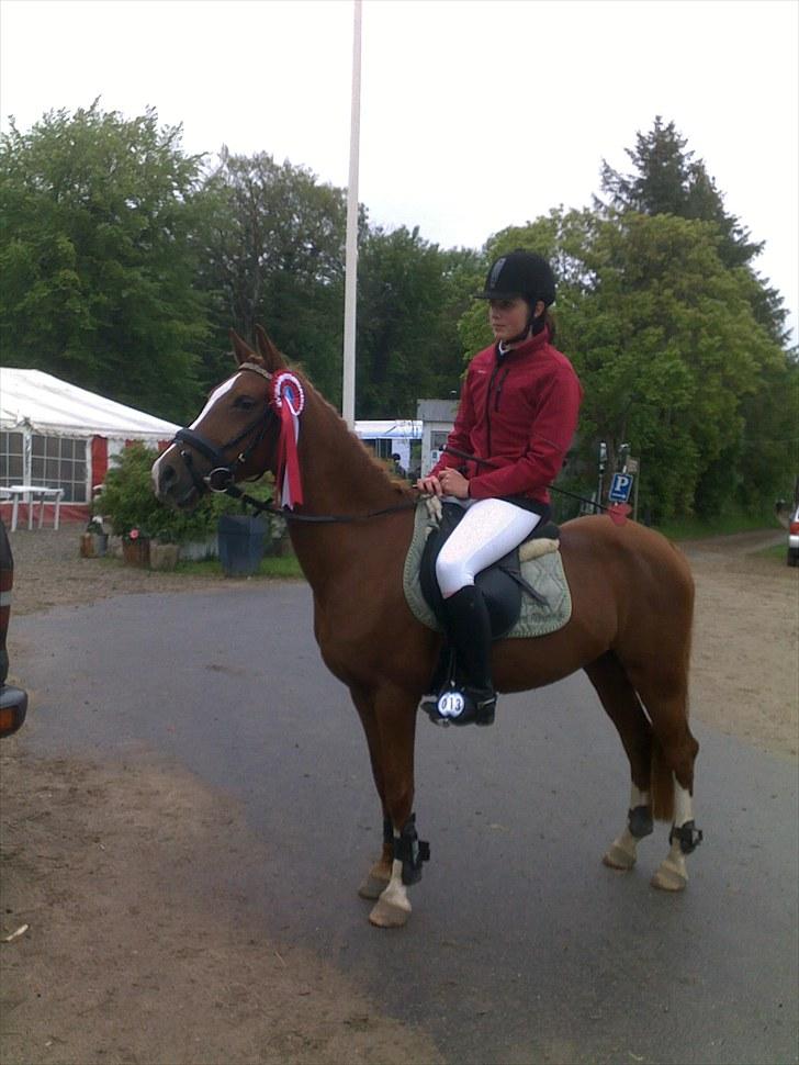 Welsh Pony af Cob-type (sec C) Jet  - 1. plads i Aabenraa 2010 :D <3 billede 3