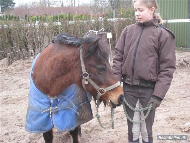 Anden særlig race Sheik * Gammel part* billede 3