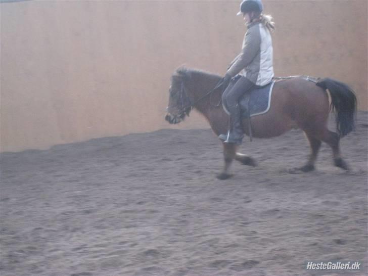 Anden særlig race Sheik * Gammel part* billede 4