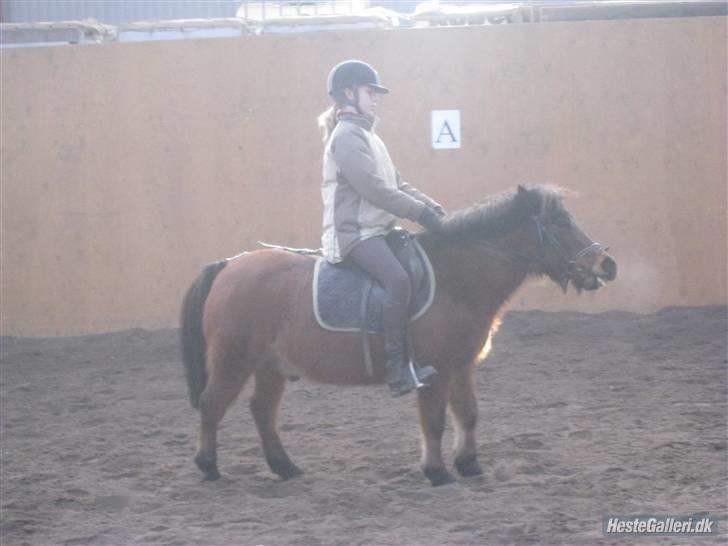 Anden særlig race Sheik * Gammel part* billede 5