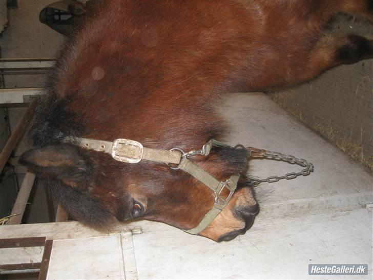 Anden særlig race Sheik * Gammel part* billede 6