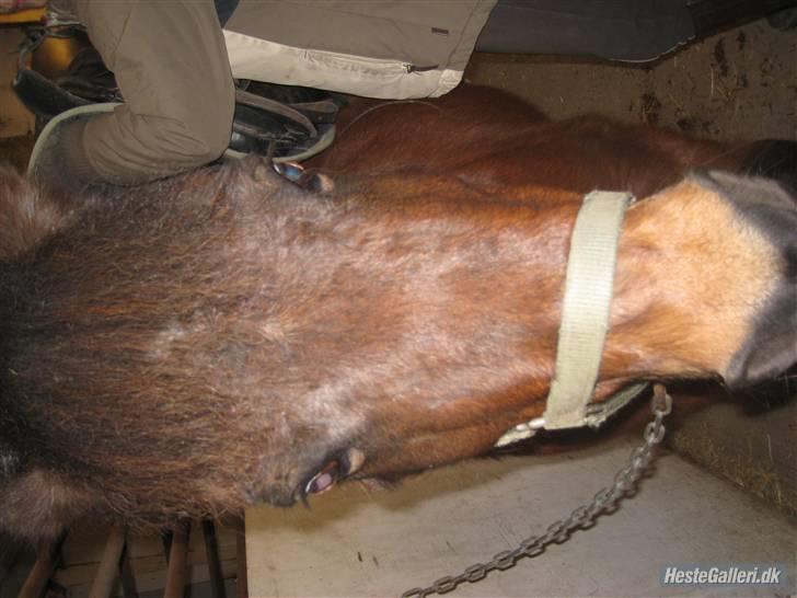 Anden særlig race Sheik * Gammel part* billede 7