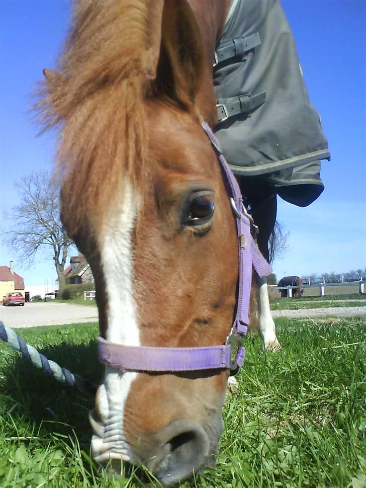 Welsh Pony af Cob-type (sec C) Jet  - smukke pigen spiser li lidt græs :D <33 billede 5