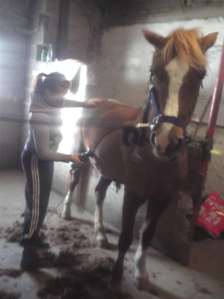 Welsh Pony af Cob-type (sec C) Jet  - Jet bliver endelig klippet! <3 hun er blevet super fiin d; billede 6