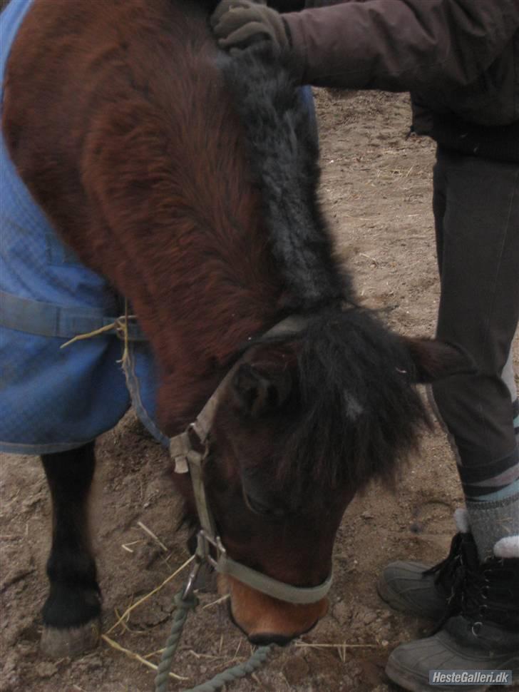 Anden særlig race Sheik * Gammel part* billede 8