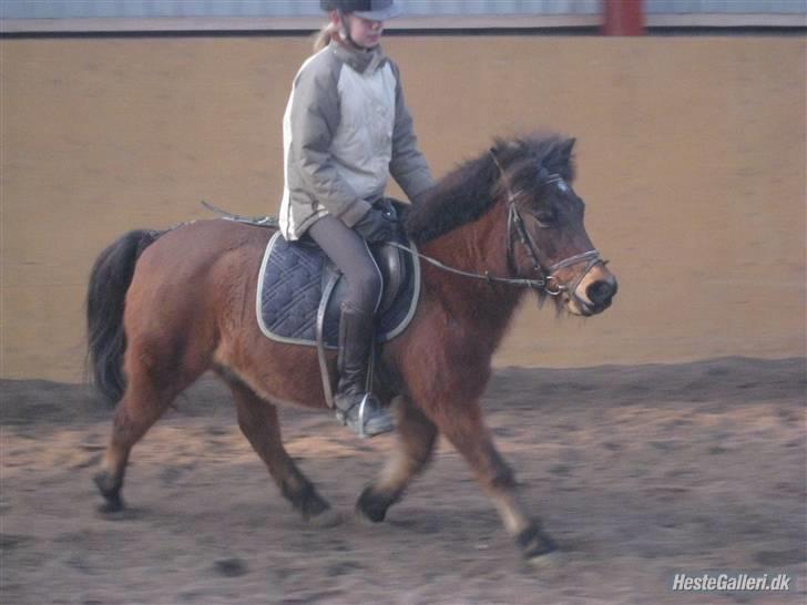 Anden særlig race Sheik * Gammel part* billede 9