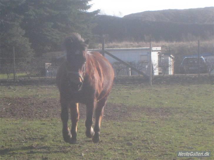 Anden særlig race Sheik * Gammel part* billede 11