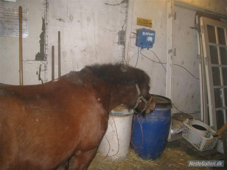 Anden særlig race Sheik * Gammel part* billede 12