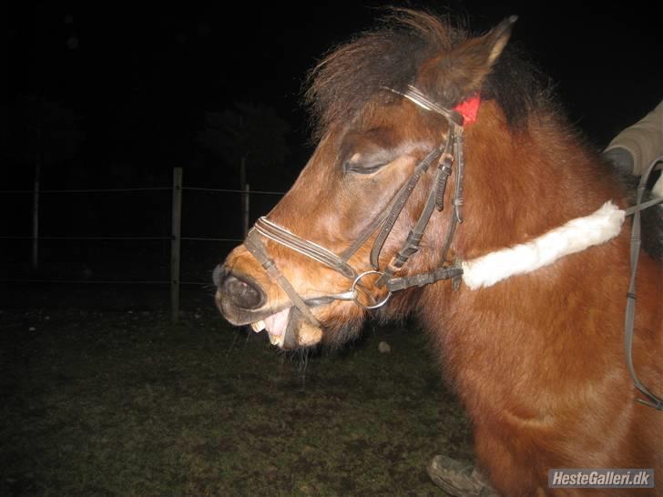 Anden særlig race Sheik * Gammel part* billede 13