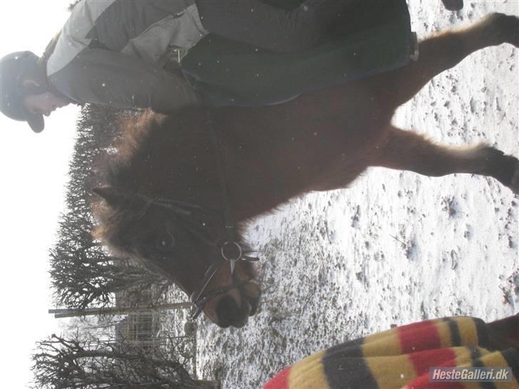 Anden særlig race Sheik * Gammel part* billede 14