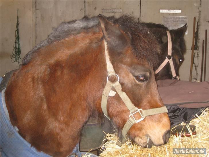 Anden særlig race Sheik * Gammel part* billede 15