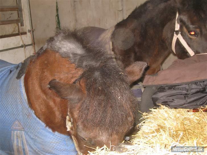 Anden særlig race Sheik * Gammel part* billede 16