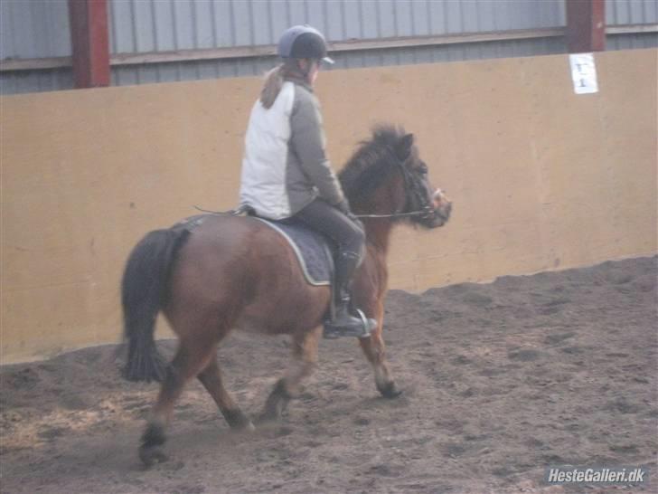 Anden særlig race Sheik * Gammel part* billede 17