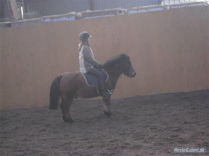 Anden særlig race Sheik * Gammel part* billede 18