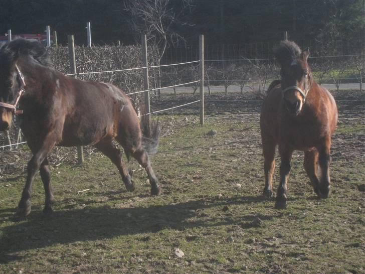 Anden særlig race Sheik * Gammel part* billede 20