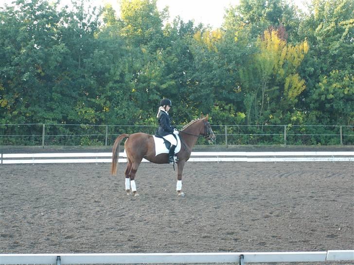 Hollandsk Sportspony My lady  billede 17