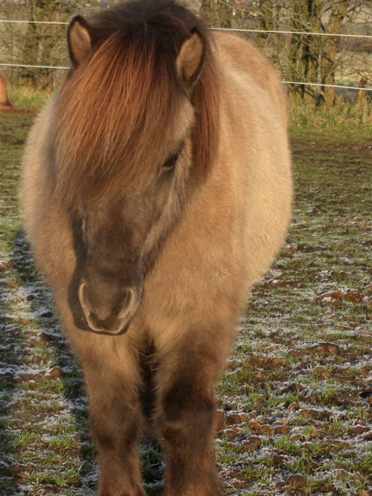 Islænder Hula fra lille nørregård - NYT billede 13