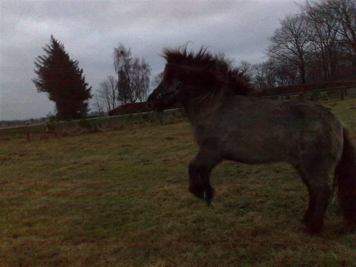 Islænder Hula fra lille nørregård - NYT... Hüla der var meget glad og vild da hun fik lidt græs... hehe billede 14