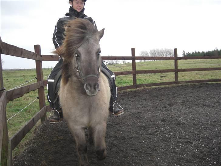 Islænder Hula fra lille nørregård - NYT.... Ude og ride... billede 15