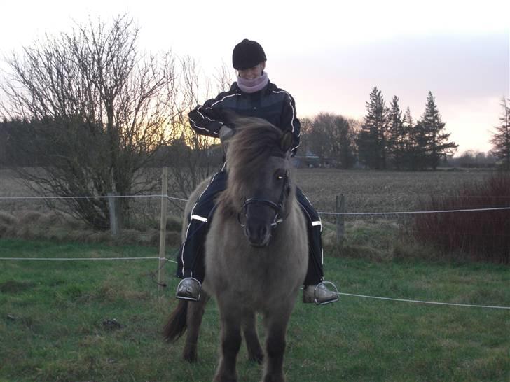 Islænder Hula fra lille nørregård - NYT.... Hjemme og ride. :-) billede 16