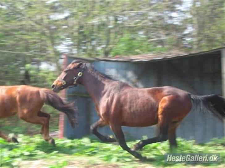 Fuldblod (XX) Star Light [R.I.P] - Så er der fart på billede 15